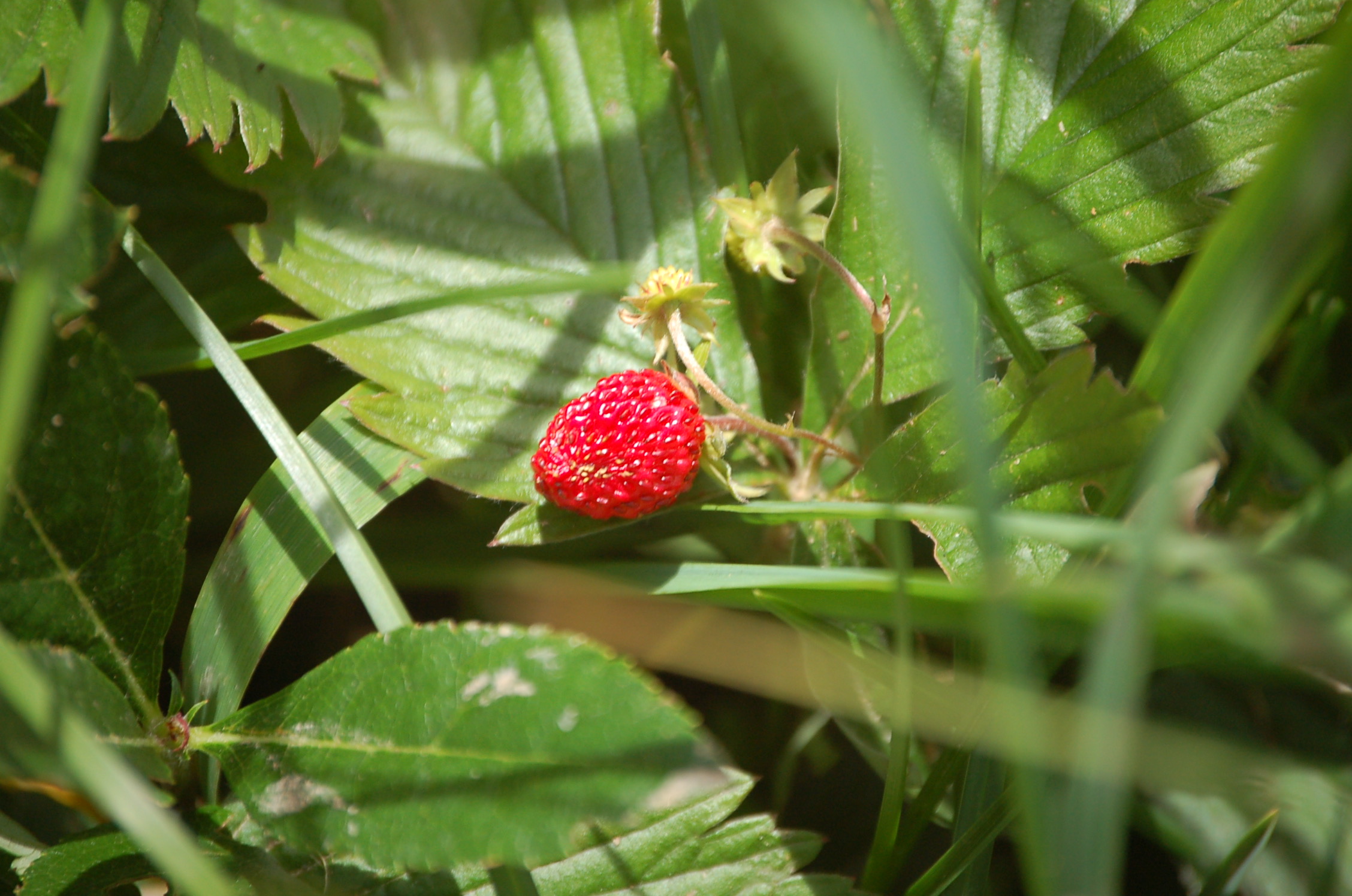 Wald-Erdbeere