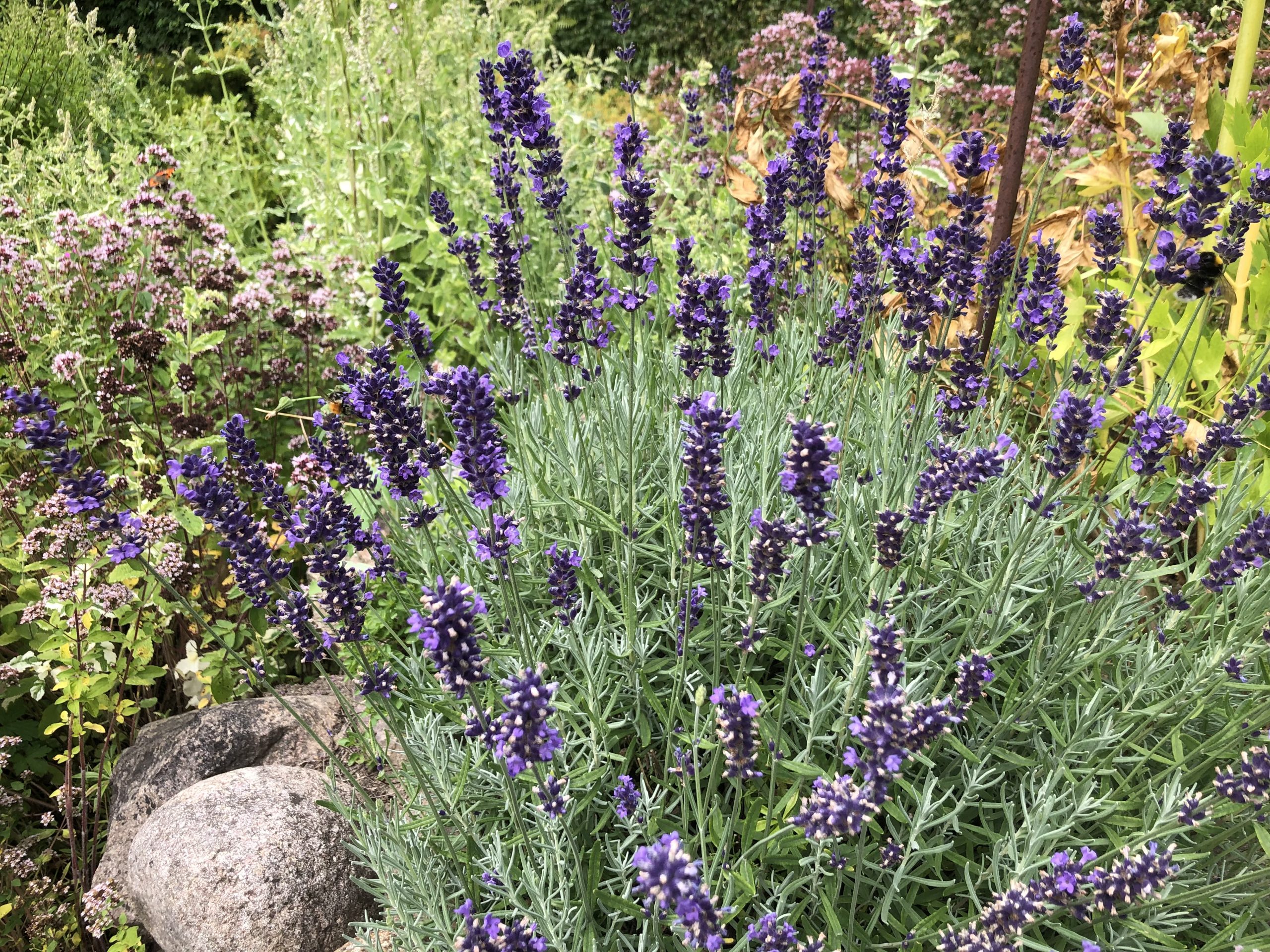 Lavendel vermehren