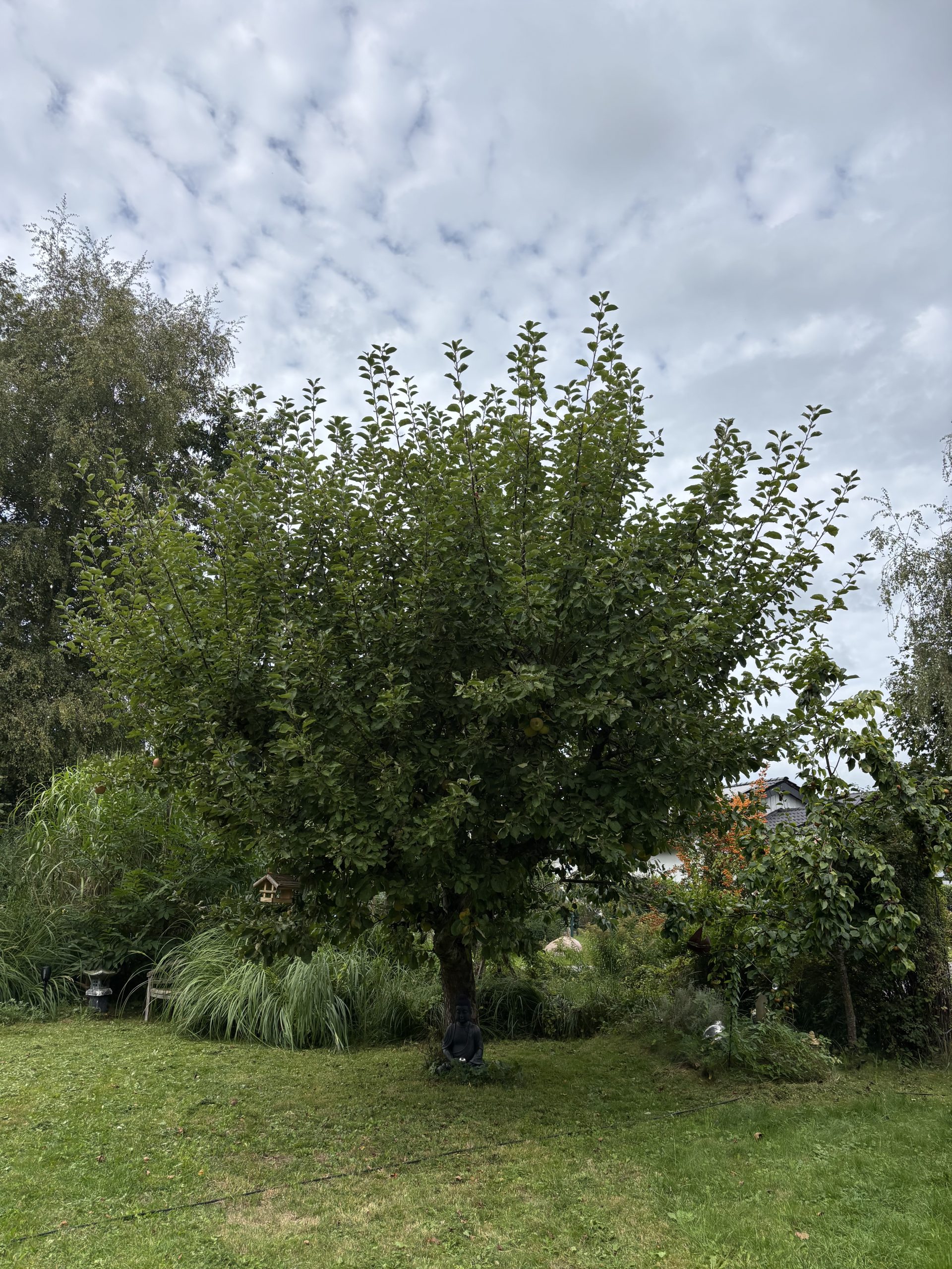 Unser Apfelbaum